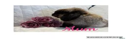 Mini Lop rabbits for sale: Mini Lop Babies - Advert 11