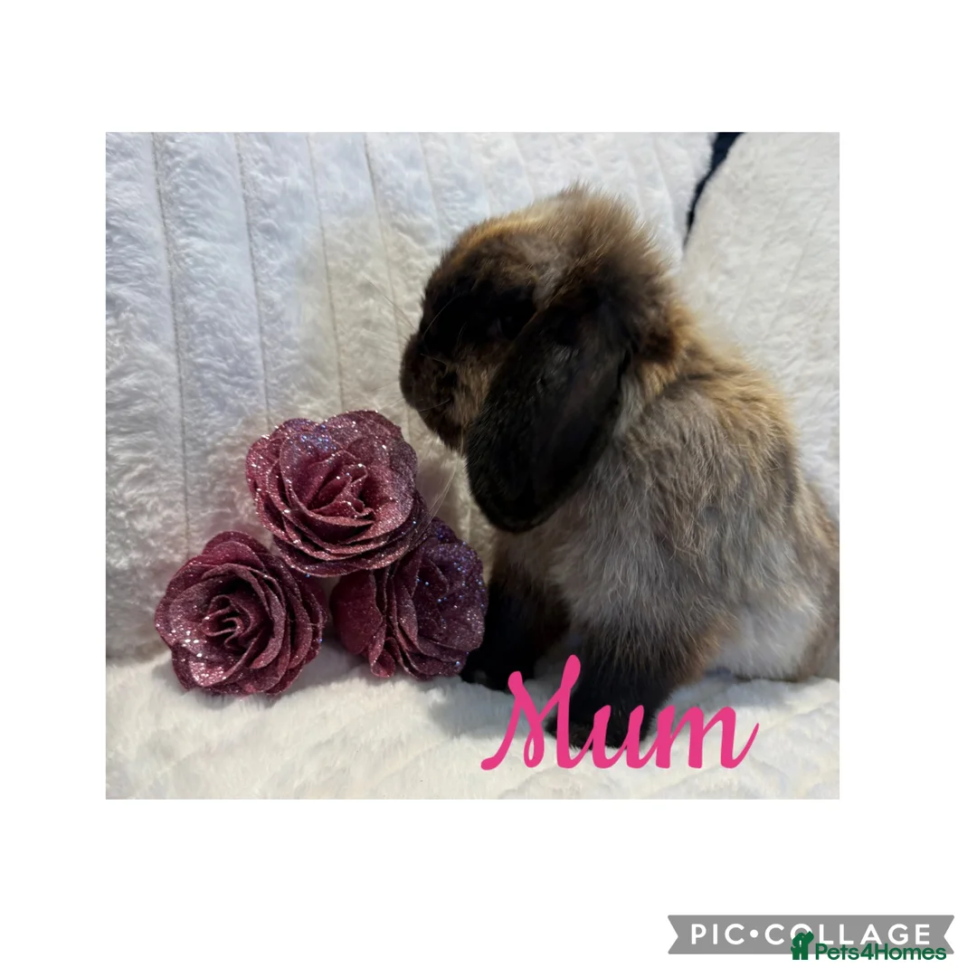 Mini Lop rabbits for sale: Mini Lop Babies - Advert 11