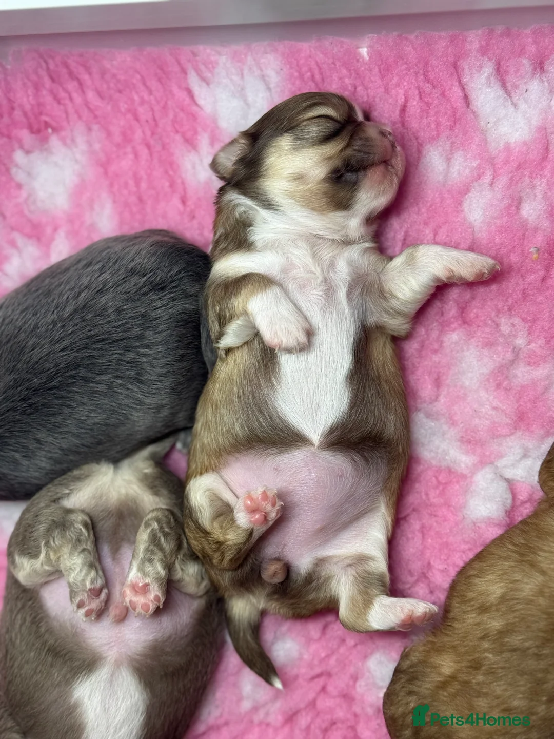 Chihuahua dogs for sale: 😍 Beautiful KC Chihuahua Puppies 😍 - Advert 14