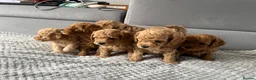 Poochon dogs for sale: F1B PUPPIES POOCHON CROSS TOY POODLE in Swansea - Advert 2
