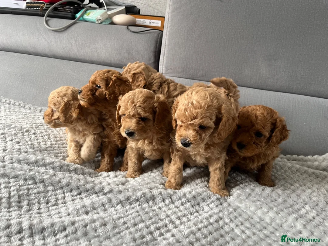 Poochon dogs for sale: F1B PUPPIES POOCHON CROSS TOY POODLE in Swansea - Advert 2