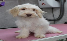 Cockapoo dogs for sale: Licensed breeder, health tested F1 cockapoos in Rugby - Image 3