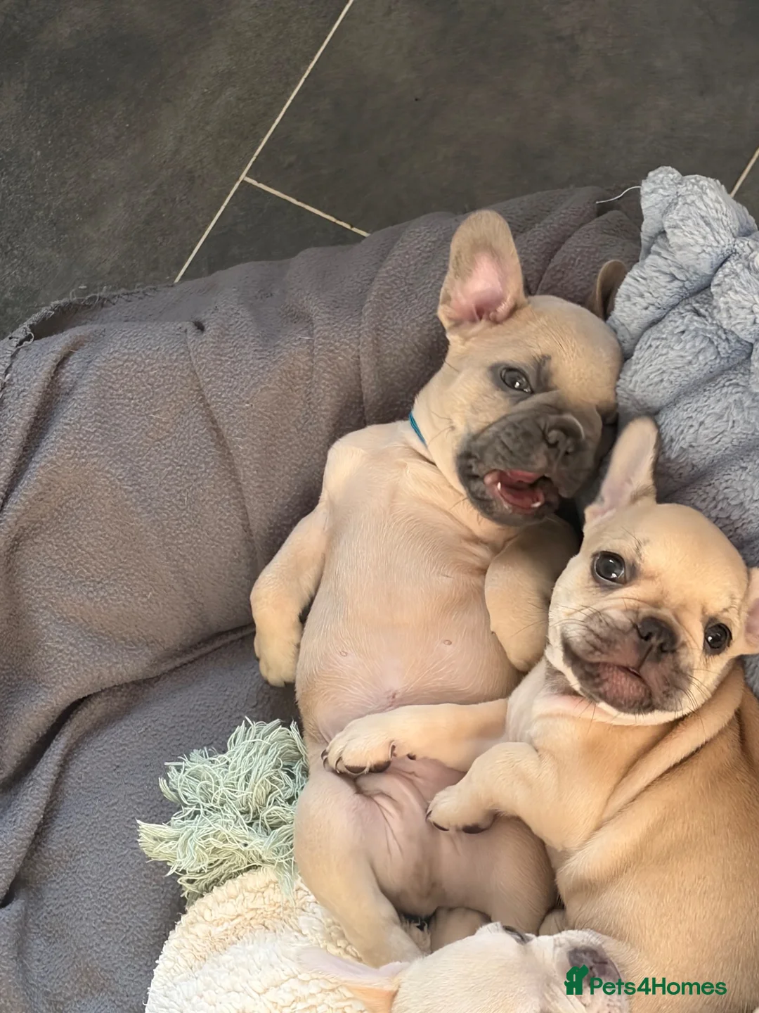 French Bulldog dogs for sale: Beautiful KC Registered French Bulldog Puppies 🐾 - Advert 2