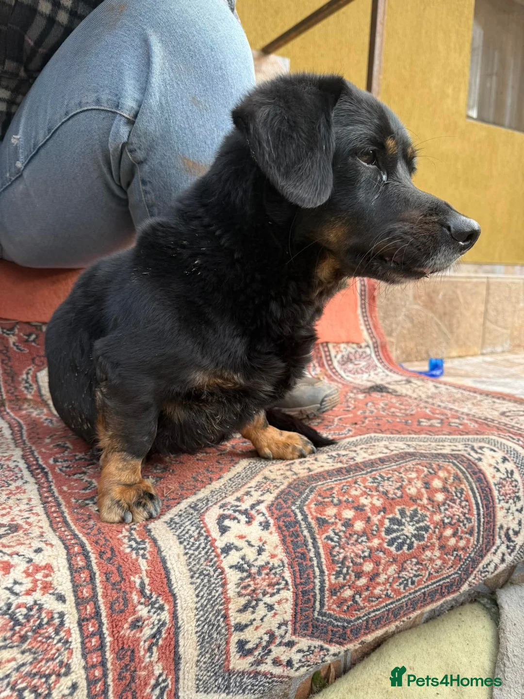 Mixed Breed dogs for adoption: Maya is looking for a home!  - Advert 4
