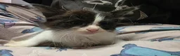 Mixed Breed cats for sale: Mixed kittens  - Advert 12