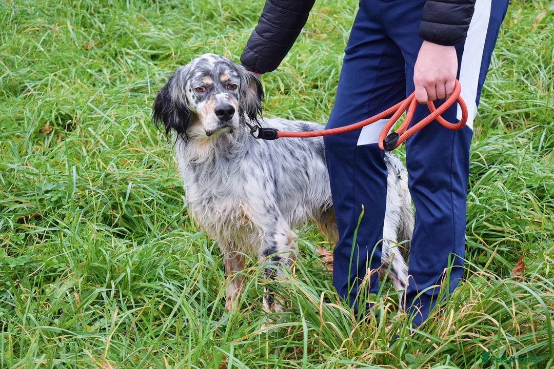 English Setter dogs for adoption: Iro   - Advert 6