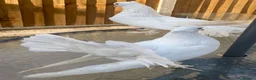 Pigeons birds for sale: Indian fantail  - Advert 5