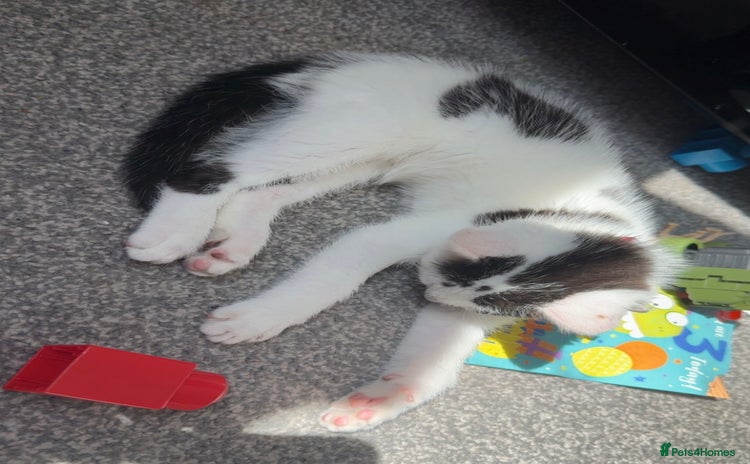 Mixed Breed cats for sale - Advert 2
