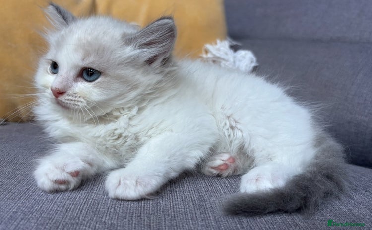 Ragdoll cats - Advert 2