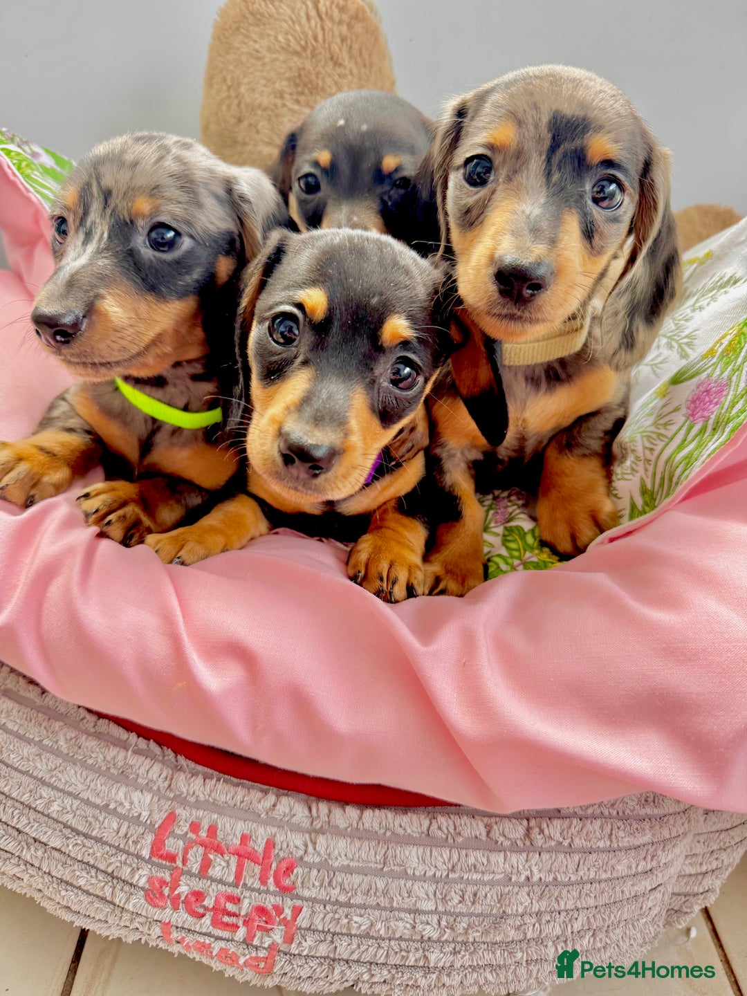 Miniature Dachshund dogs for sale: ✨ Adorabla Mini Kc PRA clear ready now  ✨✨ - Image 3