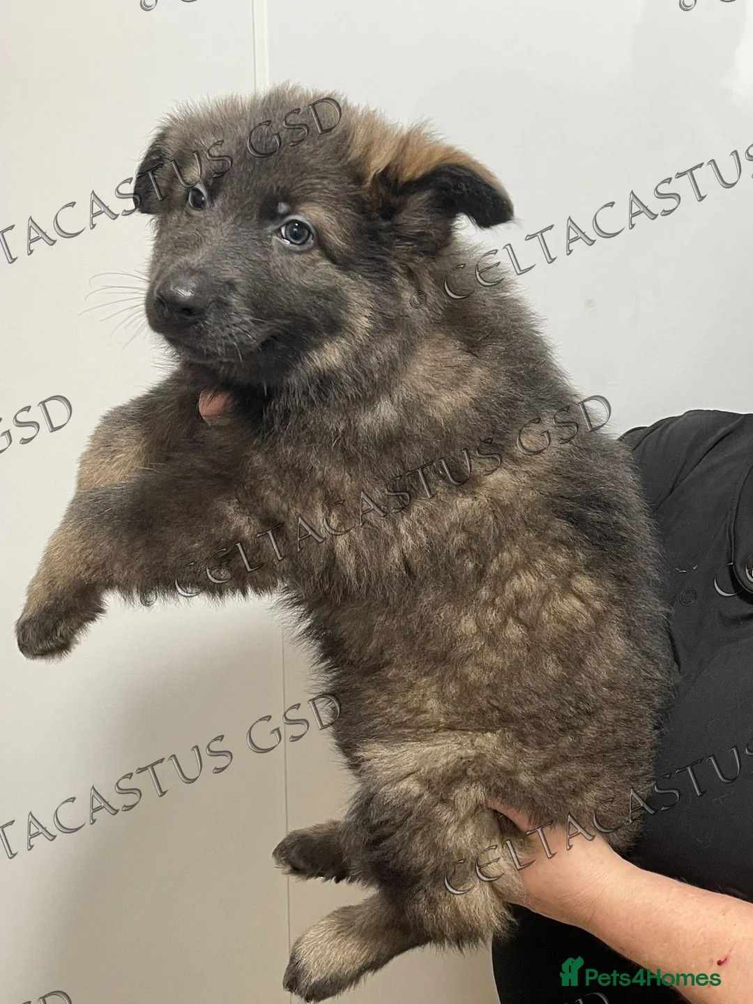 German Shepherd dogs for sale: Reduced kcreg  blue sable carrying Isabella  - Advert 7