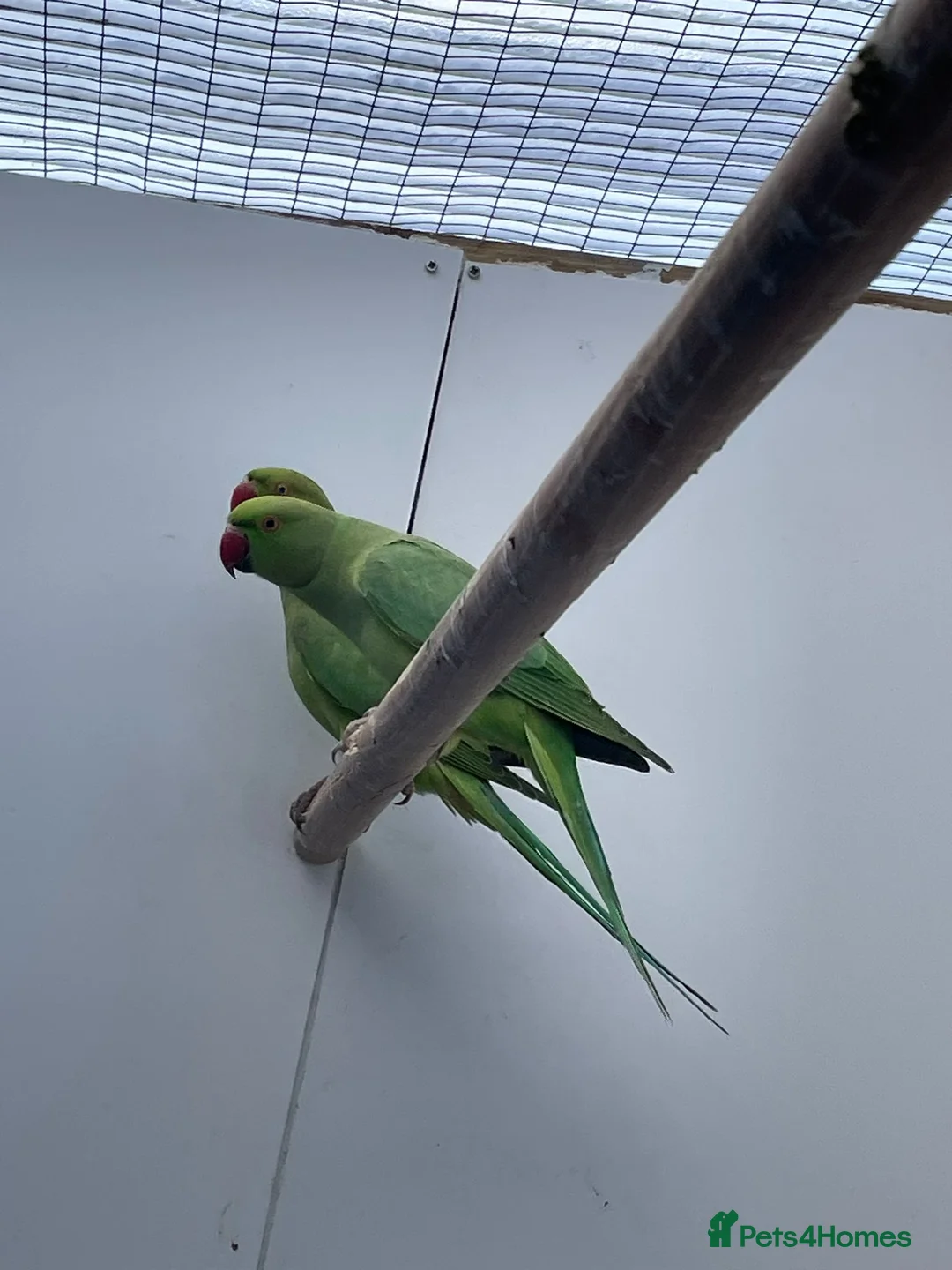 Ringnecks birds for sale: Young Indian Ringnecks Blue and Green - Advert 14