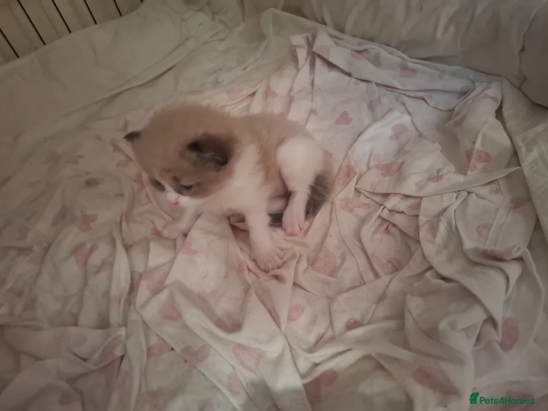 Ragdoll cats for sale: Gorgeous pedigree ragdolls - Advert 7