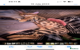 Bengal cats for sale: Male Bengal  - Image 3