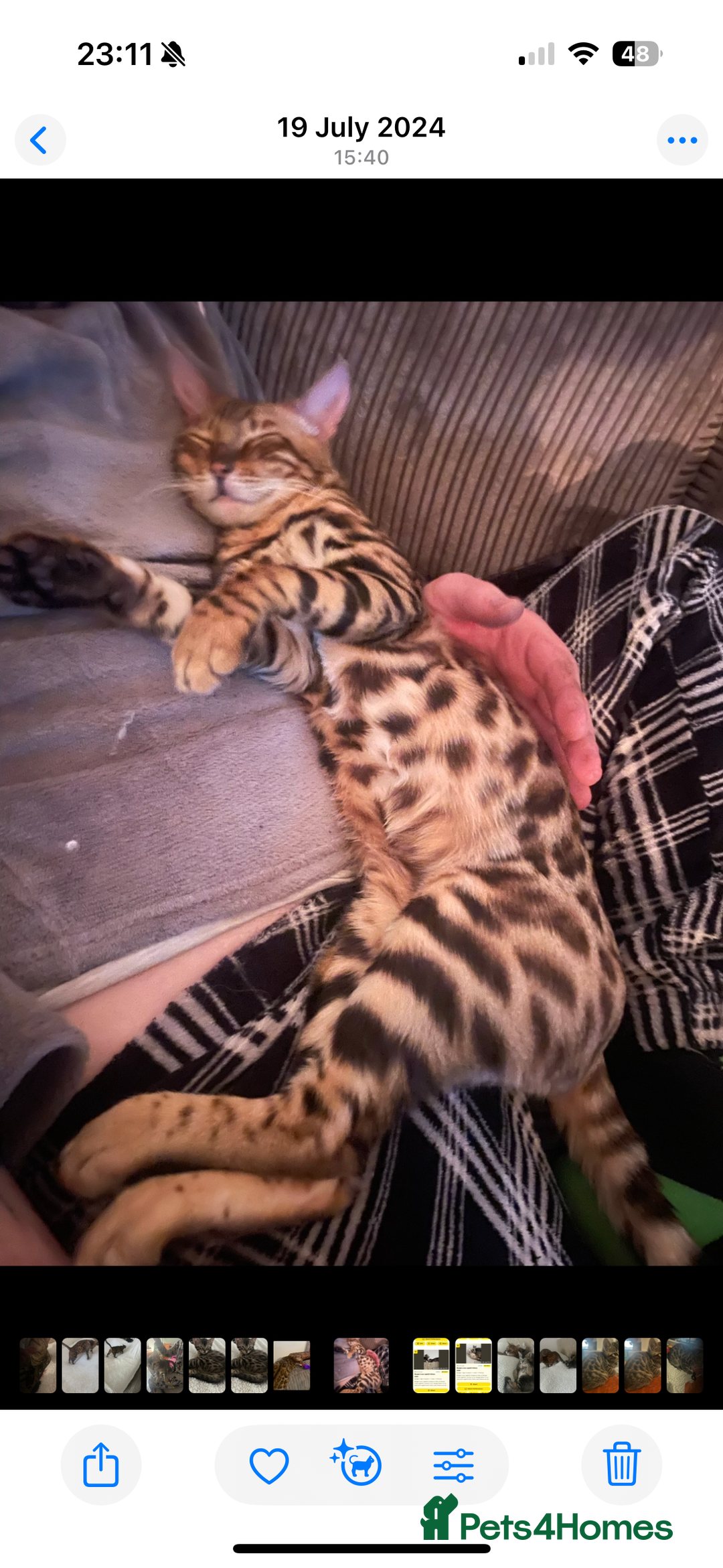 Bengal cats for sale: Male Bengal  - Image 3