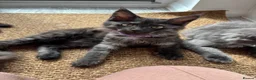 Maine Coon cats for sale: REDUCED TICA Black Smoke Maine Coon Girls - Advert 7