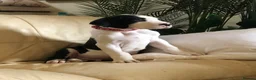 Great Dane dogs for sale: Lovely Damarkann Great Dane Puppies - Advert 3