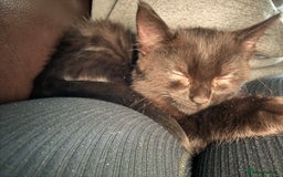 British Shorthair cats for sale: 3 adorable 11 weeks old kittens  - Advert 3