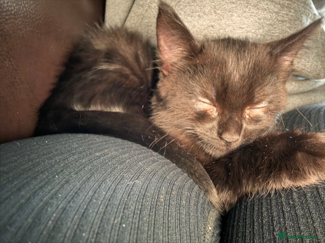 British Shorthair cats for sale: 3 adorable 11 weeks old kittens  - Advert 3