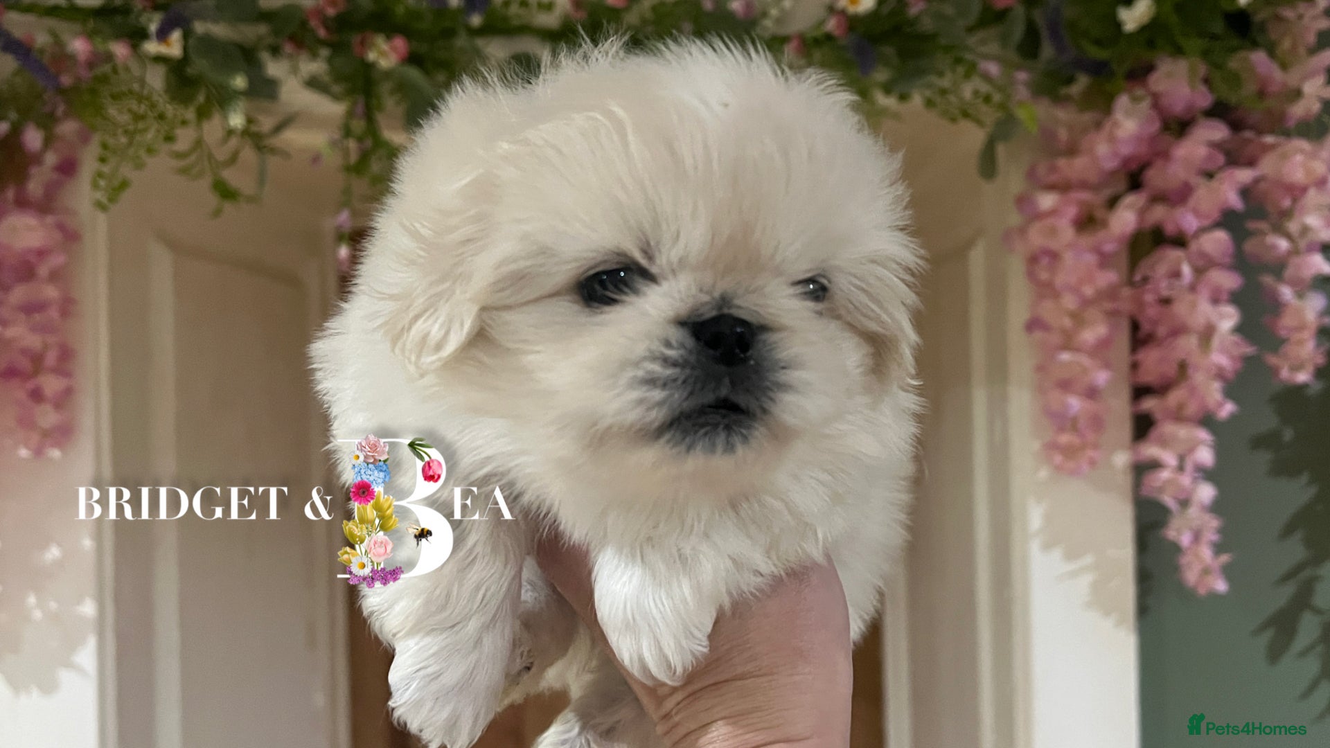 Pekingese dogs 🩷QUALITY BOYS & GIRLS🩵 - Advert 11