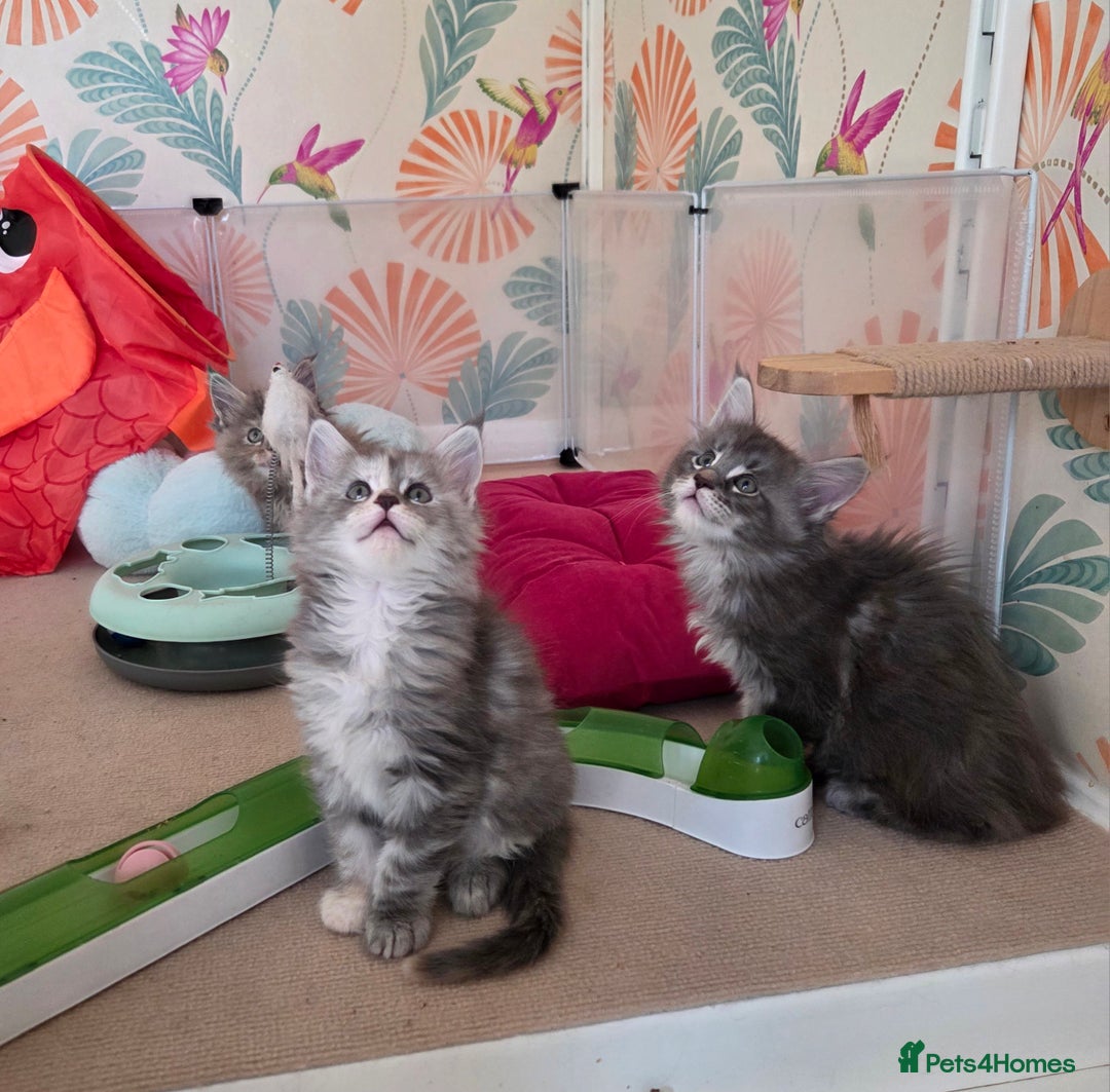 Maine Coon cats for sale: Stunning quality silver Tica Mainecoon kittens  - Advert 10
