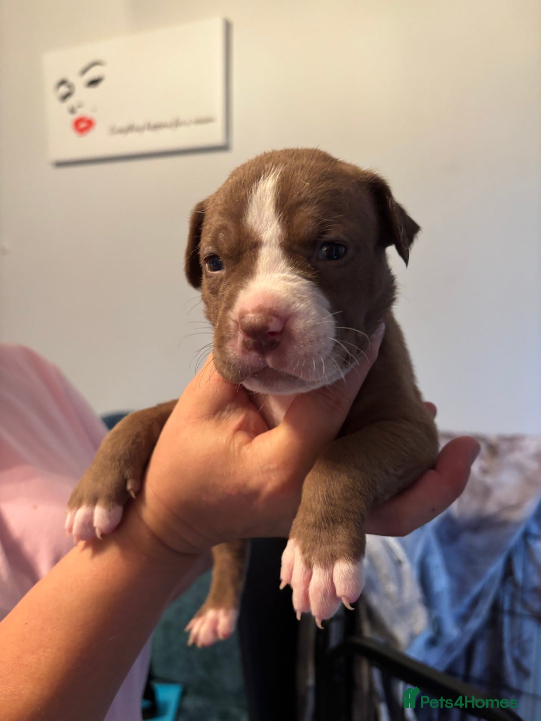 Mixed Breed dogs for sale: American Bulldog X Mastiff mix  - Image 39
