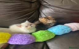 Exotic cats for sale: GCCF REG PKD FREE PEDIGREE EXOTICS - Image 3