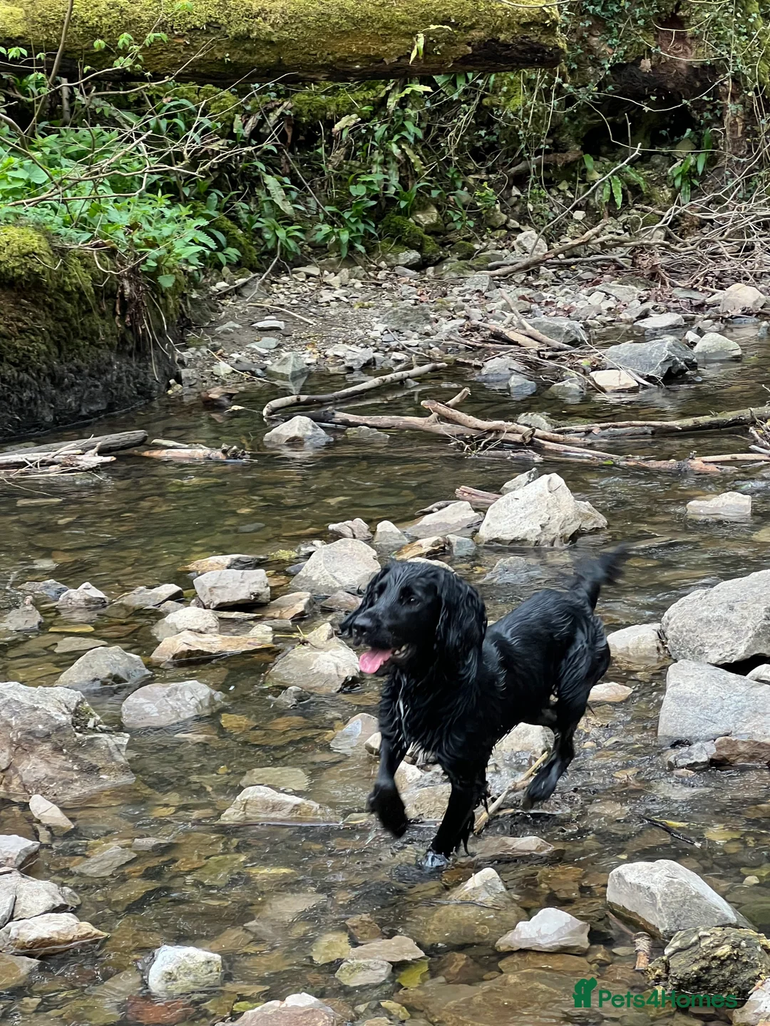 Sprocker dogs for stud: Arlo 2.5 years  in Wirral - Advert 7