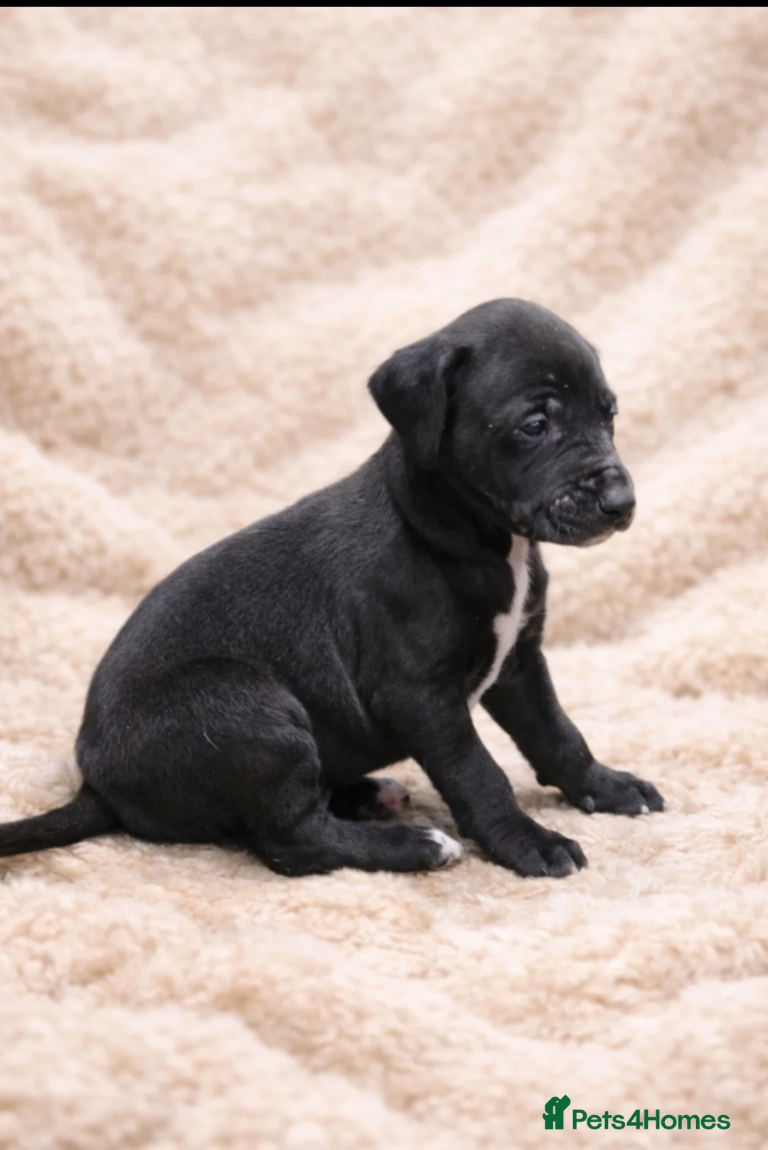 Mixed Breed dogs for sale: Whippet cross lurcher - Advert 10