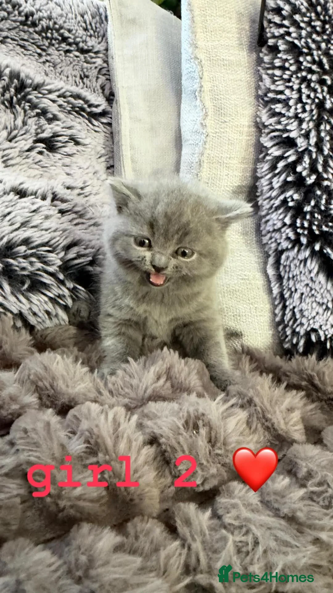 British Shorthair cats for sale: Beautiful British Shorthair Kittens - Advert 2
