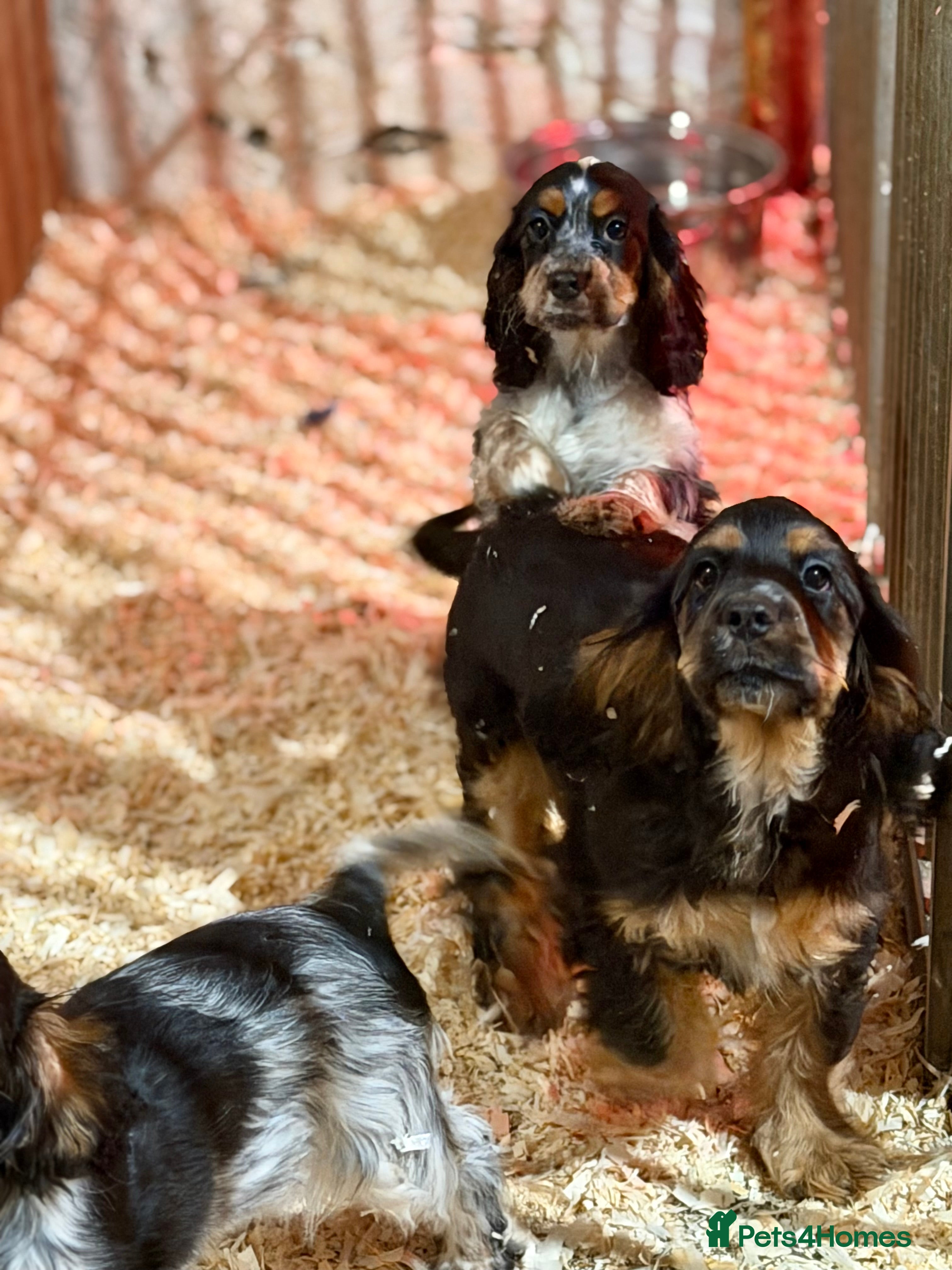 Cocker Spaniel dogs Fully vaccinated show cockers ready to go! - Advert 18