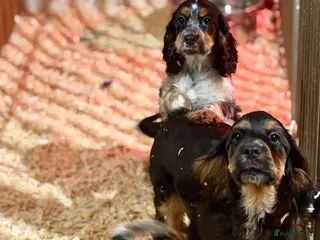 Cocker Spaniel dogs Fully vaccinated show cockers ready to go! - Advert 18