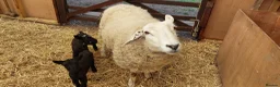 Sheep livestock for sale: Texal Cross  - Advert 6