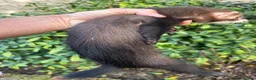 Ferret rodents for sale: Cheeky George Full Angora Hob  - Advert 5