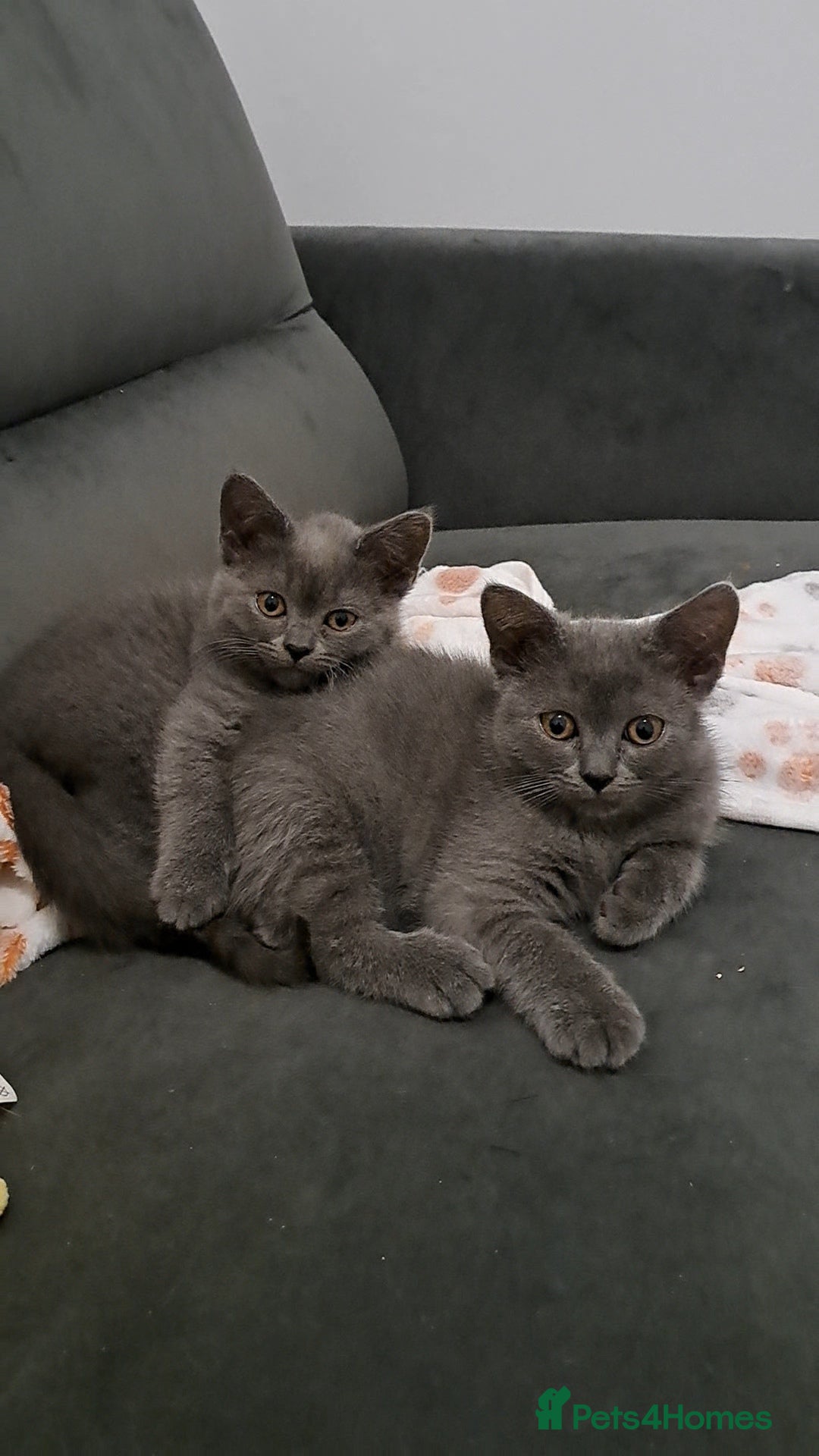 British Shorthair cats British Shorthair Blue is AVAILABLE  - Advert 14
