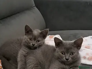 British Shorthair cats British Shorthair Blue is AVAILABLE - Advert 14
