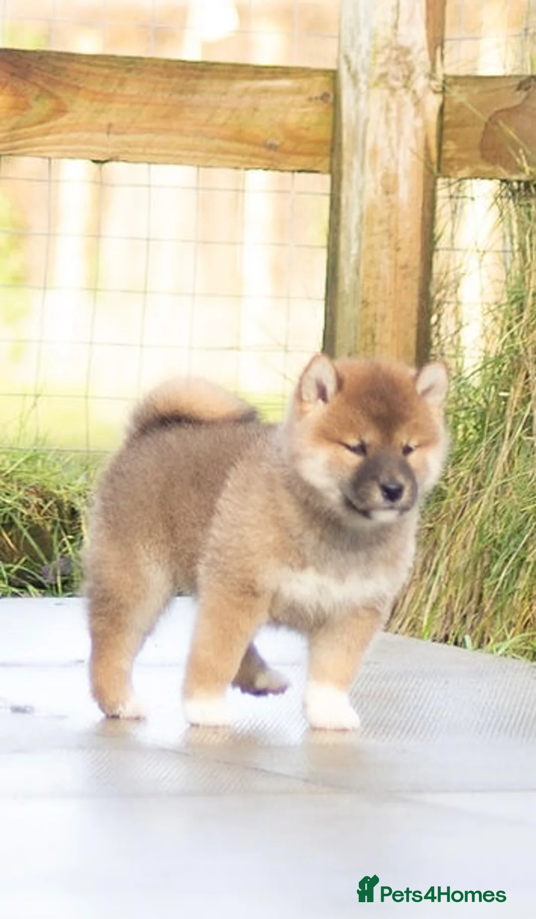 Japanese Shiba Inu dogs for sale: ❤️ Fall in Love with a Shiba Girl — Reduced Price - Advert 10
