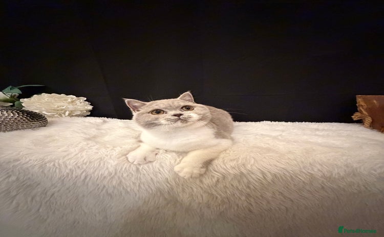 British Shorthair cats Lilac Bi Colour Girl Full Pedigree Registered BSH - Advert 14
