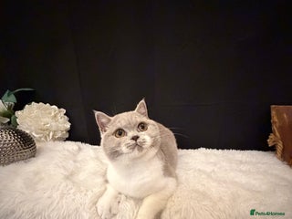 British Shorthair cats Lilac Bi Colour Girl Full Pedigree Registered BSH - Advert 3
