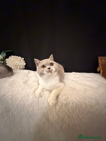 British Shorthair cats Lilac Bi Colour Girl Full Pedigree Registered BSH - Advert 14