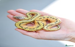 Python Snake reptiles for sale: Super Pastel Pinstripe het Pied  - Image 1