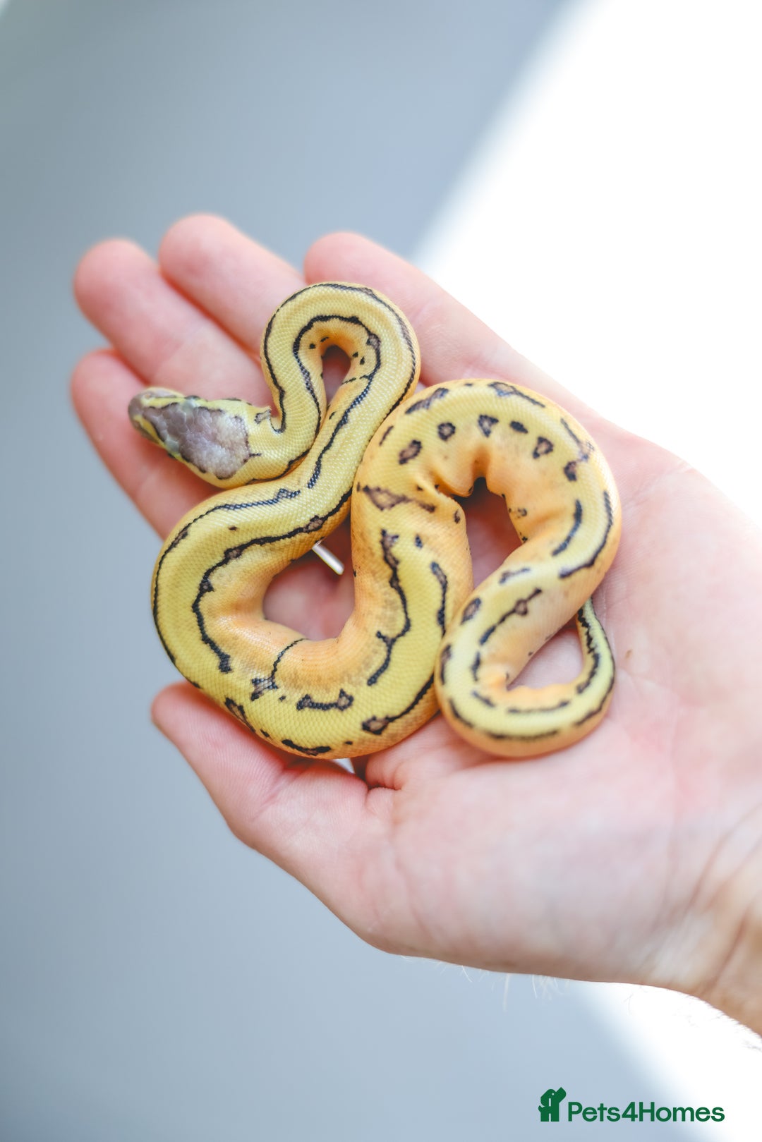 Python Snake reptiles for sale: Super Pastel Pinstripe het Pied  - Image 1
