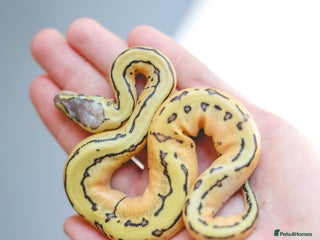 Python Snake reptiles - Advert 37