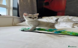 British Shorthair cats for sale: BSH kitten classic & chinchilla bloodline - Image 20