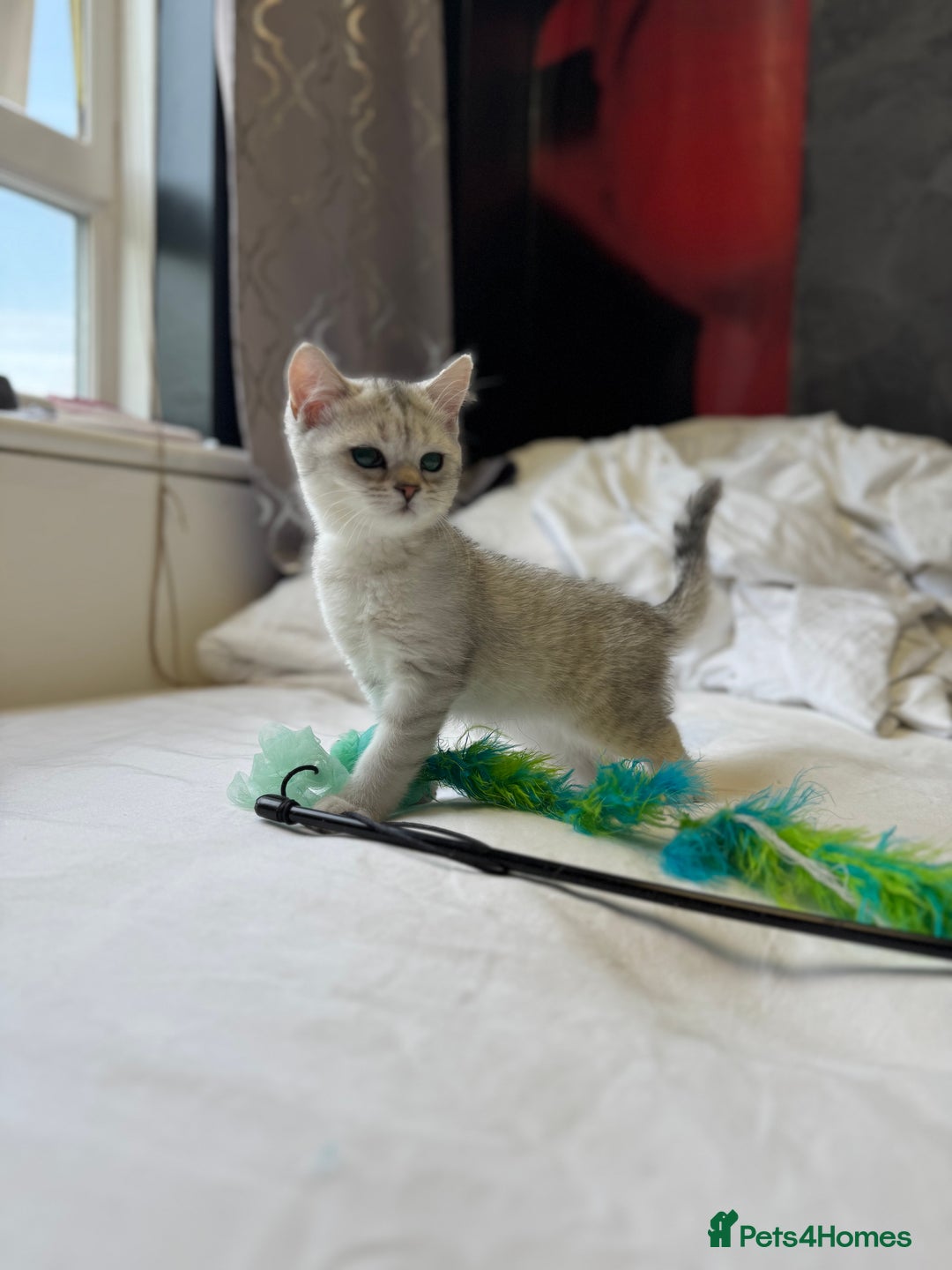 British Shorthair cats for sale: BSH kitten classic & chinchilla bloodline - Image 20