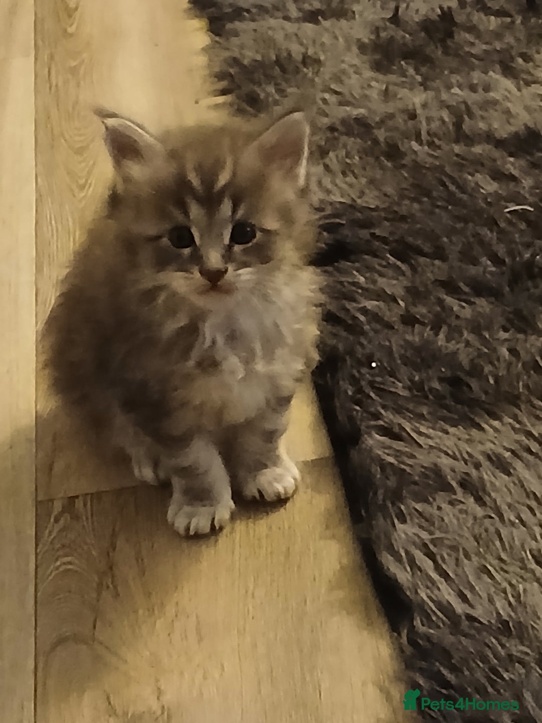 Maine Coon cats for sale: Full Pedigree blue smoke Maine Coon Kittens  - Advert 8