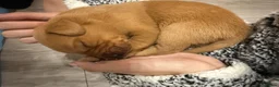 Labrador Retriever dogs for sale: Golden Labradors puppies  - Advert 11