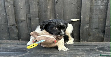 English Springer Spaniel dogs - Advert 4