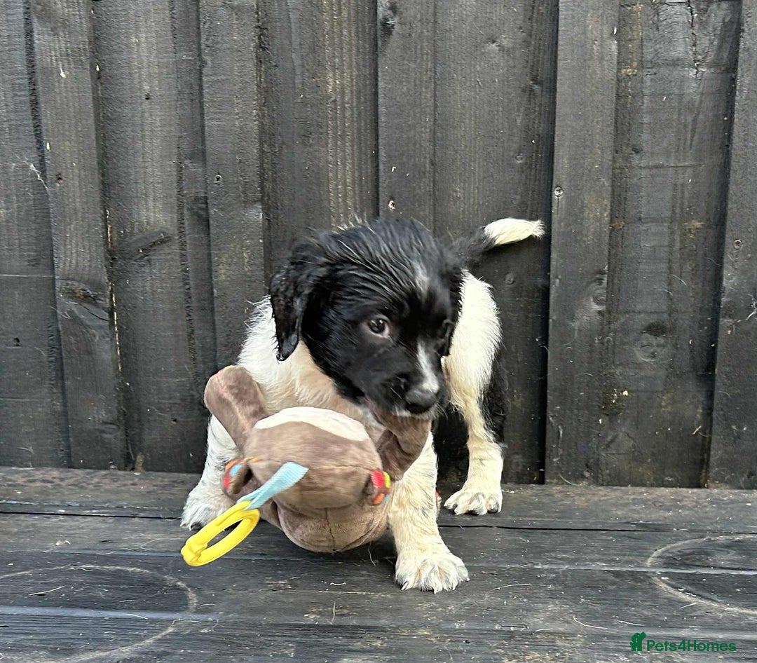 English Springer Spaniel dogs for sale: Male black and white springer spaniel  - Image 3