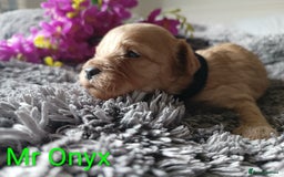 Cavapoo dogs for sale: Beautiful F1 cavapoo puppies  - Image 7